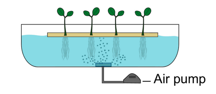 DFT水培，深液流水培示意圖