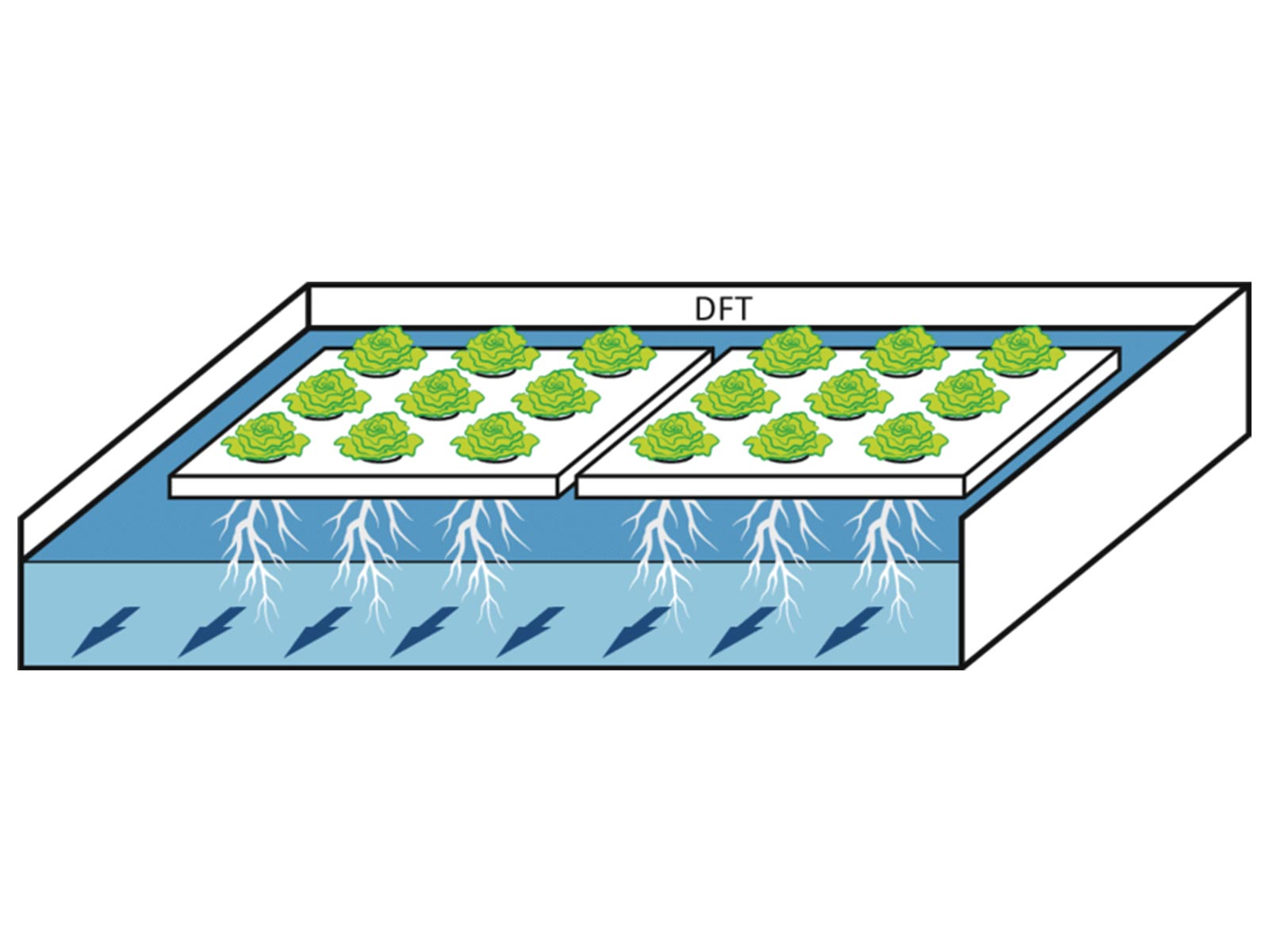 DFT水培系統(tǒng)示意圖